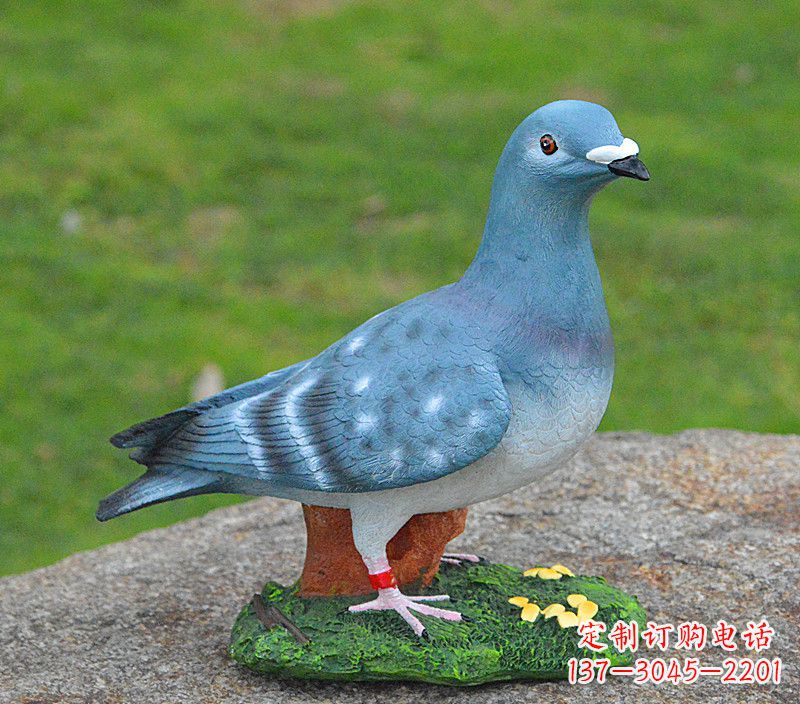 金华和平鸽传承着永恒的爱