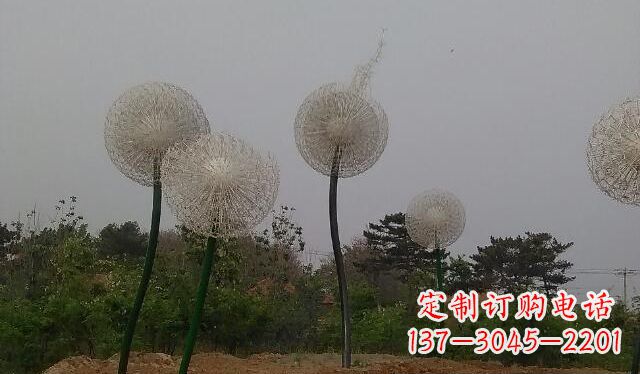 金华蒲公英的绚丽多彩