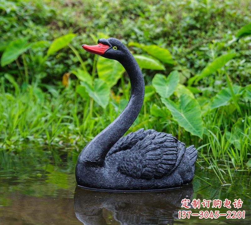 金华黑天鹅婉约鱼尾，完美呈现园林水塘水景